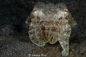Broad head cuttlefish by Leena Roy 